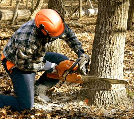 Tree Removal in Evansville, MN